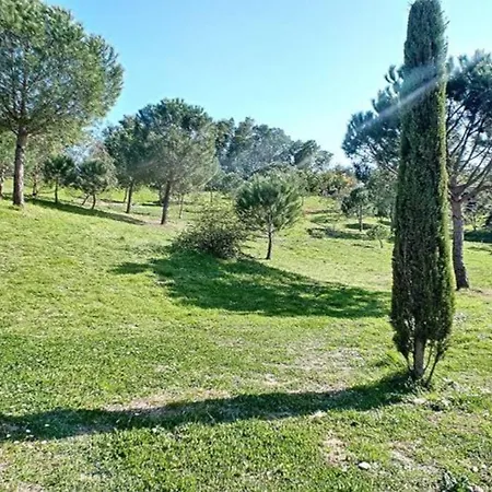 Les Eucalyptus Dans Domaine Privé à * Cannes